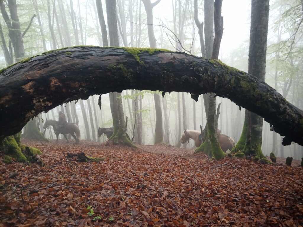 Randonnée à cheval
"Les Mystères de Sourroque"